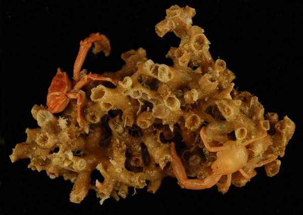 Squat lobsters on a piece of stony coral